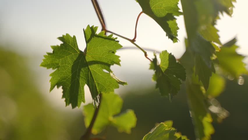 Close up of grape leaves moving in sunlight slow motion