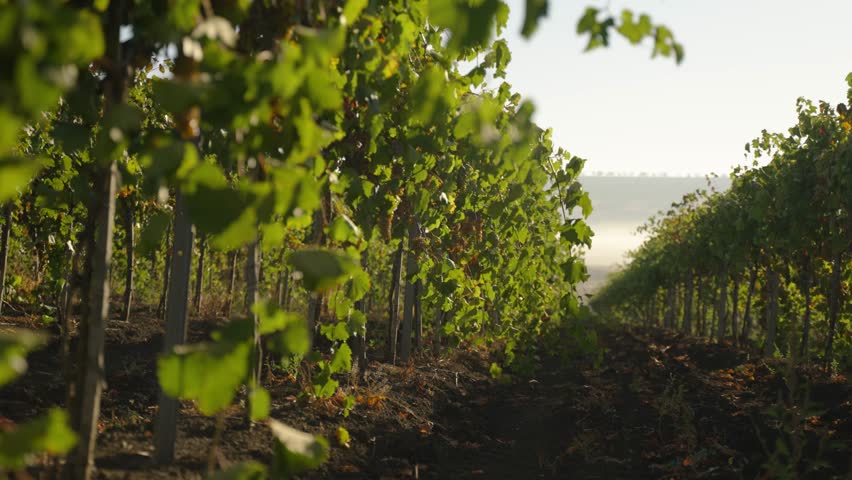 Morning view of vineyard rows in sunlight slow motion