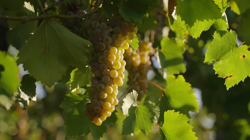Ripe white grapes hanging on vine in sunlight slow motion