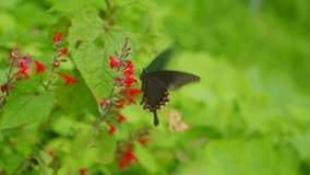The Great Mormon butterfly (Papilio memnon) fluttering around Lantana flowers, a flowering plant from the verbena family (Verbenaceae). - Powered by Shutterstock - Get 15% off with code: PIKWIZARD15