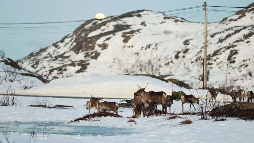 Herd of reindeer moves to another place in search of suitable food and safety. A female reindeer walking through Norway winter landscape under a full moon