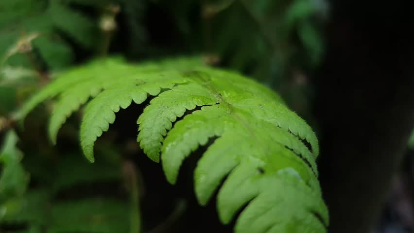 Macro Close-up of Fresh Green Fern Leaf – Natural Nature Background

