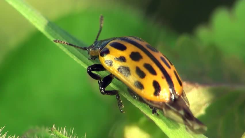 Psyllobora vigintiduopunctata sitting on leaf