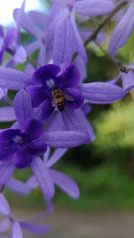 Video shows bees pollinating purple flowers.