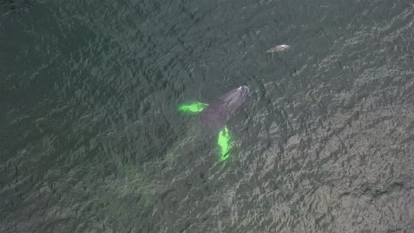 Humpback Whales, Megaptera novaeangliae, travelling and blowing next to common dolphins in Donegal Bay, Ireland