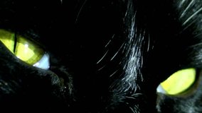 Close-up shot of a black cat’s intense yellow eyes glowing in low light, creating a mysterious and dramatic mood. - Powered by Shutterstock - Get 15% off with code: PIKWIZARD15