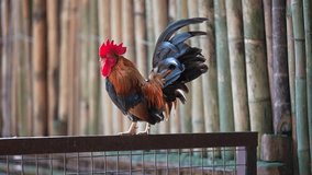 Crowing Rooster on Wooden Fence at Sunrise – Close-Up of Cockerel Calling in the Morning - Powered by Shutterstock - Get 15% off with code: PIKWIZARD15