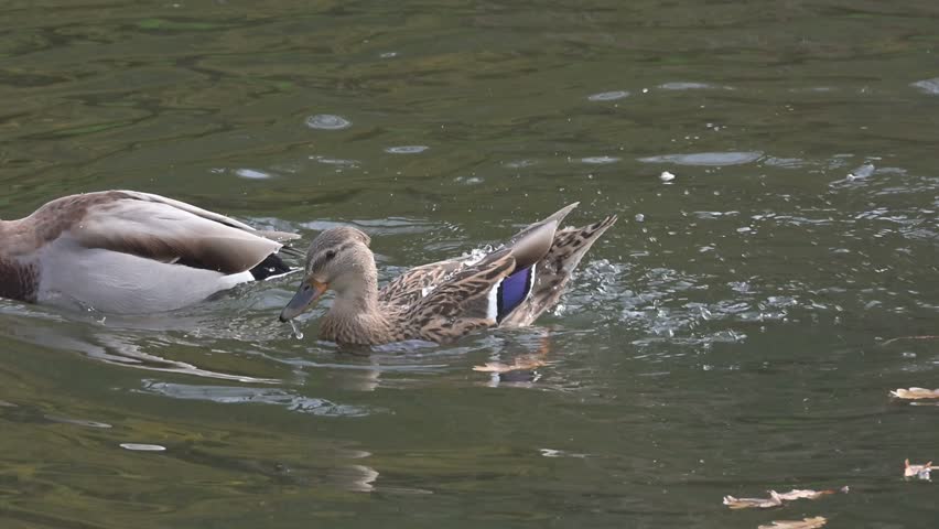 Mallard Duck (Anas platyrhynchos) female ducking under the surface to clean its feathers, the water running off the waterproof plumage. October, Kent, UK (Slow motion x10)