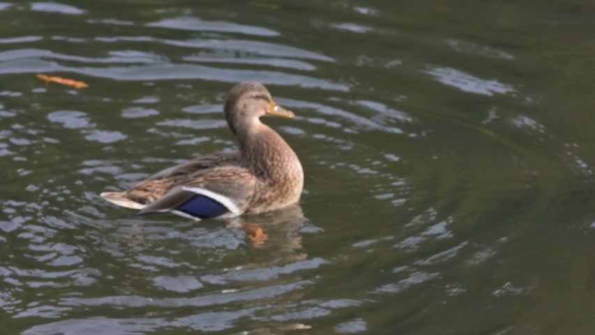 Mallard Duck (Anas platyrhynchos) female flapping its wings to dry them. October, Kent, UK (Slow motion x10)