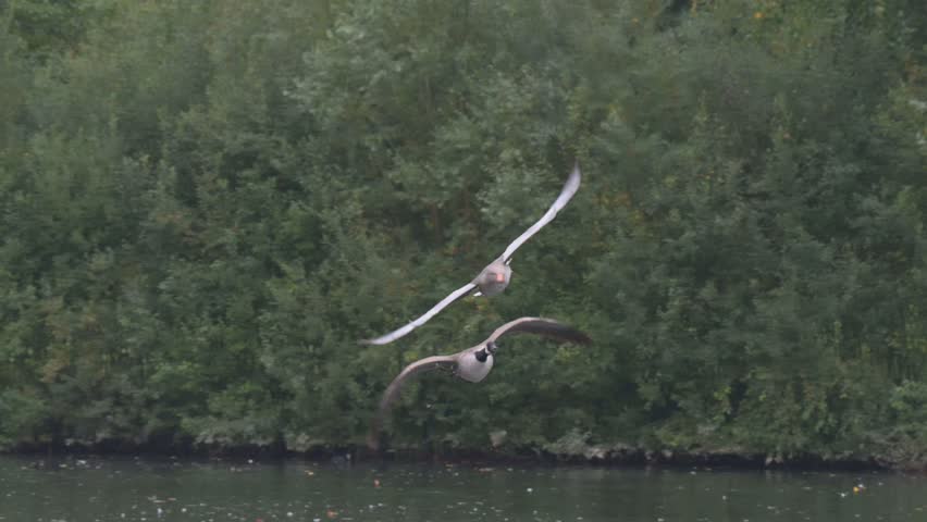Canada Goose (Branta canadensis - R) and Greylag Goose (Anser anser - L) flying over a lake and landing on the water. October, Kent, UK (Slow motion x5)