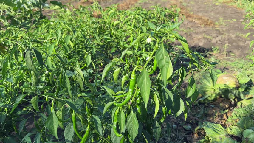 Blooming chili pepper plants with green and red pods on a field  in sunny morning, top view close-up against the soil while moving down
