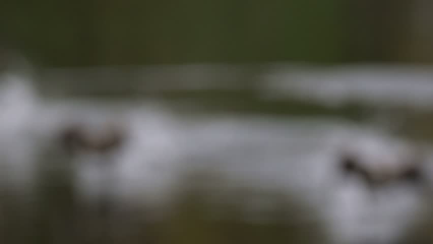 Canada Geese (Branta canadensis) taking off and flying of a lake towards the camera in Autumn. October, Kent, UK (Slow motion x5)