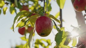 Ripe red apple being gently picked from a tree in sunlight with lens flares, symbolizing organic farming and sustainable harvest. High quality 4k footage - Powered by Shutterstock - Get 15% off with code: PIKWIZARD15