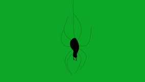 Scary Halloween Spider Animation - Ideal for Halloween Themes and Decorations - Powered by Shutterstock - Get 15% off with code: PIKWIZARD15