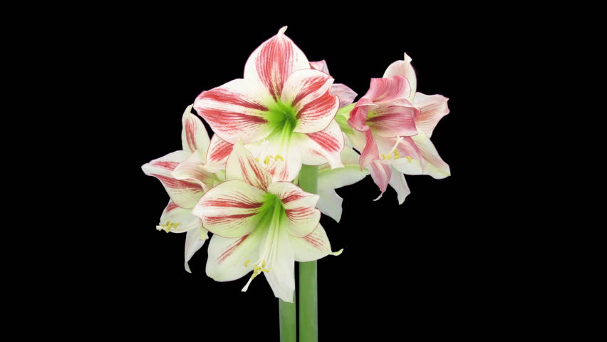Time lapse of dying red and white Ambiance amaryllis Christmas flower isolated on black background