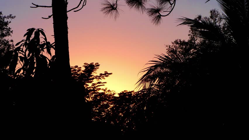 A golden-orange sky frames the moving shadows of trees and leaves.. October 17, 2025, Florida