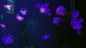 Jellyfish in purple-blue lighting in an aquarium — a concept of marine biology, bioluminescence, art content, relaxation, and visual design - Powered by Shutterstock - Get 15% off with code: PIKWIZARD15