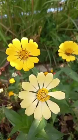 The Common Zinnia flower or commonly called Zinnia elegans which is yellow is very beautiful.