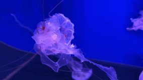 A jellyfish with a wavy dome and pink tentacles in a deep blue aquarium environment — a concept of marine biology, bioluminescence, the aesthetics of ocean life, and art visualization. - Powered by Shutterstock - Get 15% off with code: PIKWIZARD15