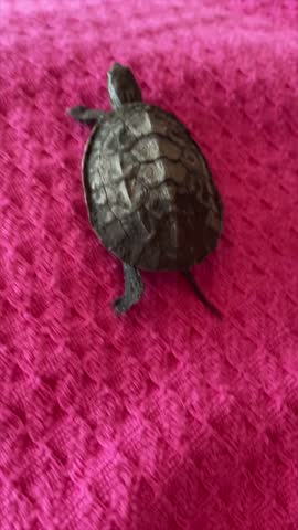 Small turtle rests on a pink towel indoors close up pet reptile scene