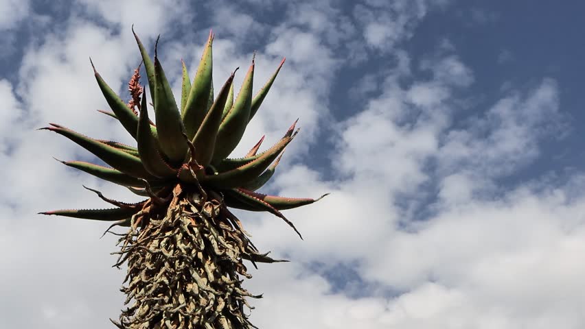 Shot of a tall Cape aloe ferox plant captured in bontebok national park south africa 