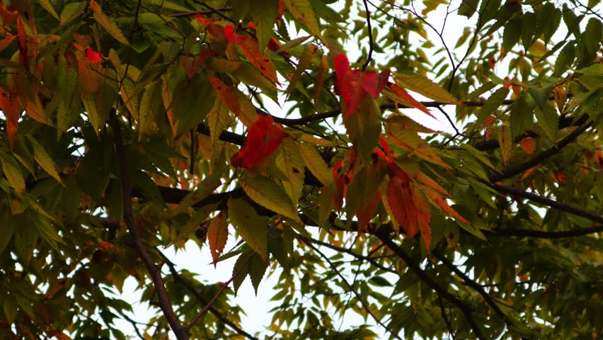 As autumn came, the leaves of the cherry trees turned red.