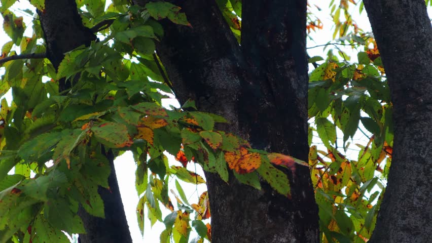 As autumn came, the leaves of the cherry trees turned red.