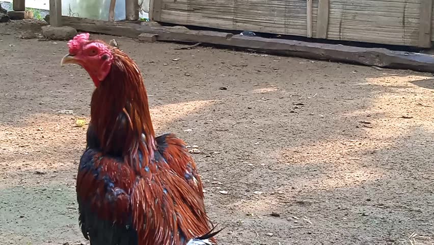 Rooster crowing near a wooden fence in a village yard, showing natural farm life in the morning.
