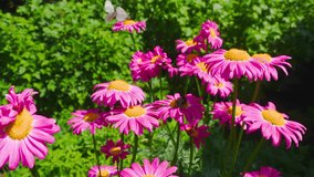 Butterfly on pink echinacea flowers in a sunny countryside garden. Perfect for nature, floral, and summer projects. - Powered by Shutterstock - Get 15% off with code: PIKWIZARD15