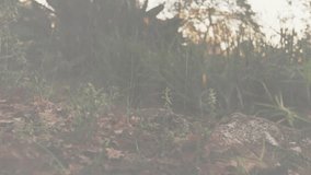 At first second chart overlay expanding with shifting bars and weaving line representing trends. Nature, data, visualization, analytics, woodland, growth, ecology - Powered by Shutterstock - Get 15% off with code: PIKWIZARD15