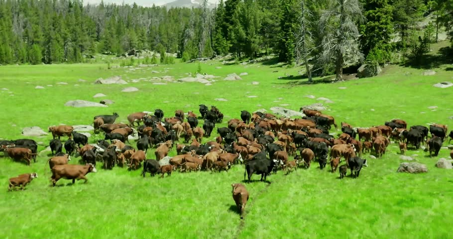 “Western Cattle Herd Grazing on Farmland — Livestock and Ranching Scene in Countryside Agriculture Setting”