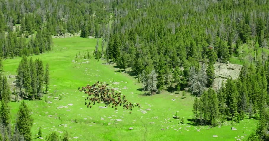 “Western Cattle Herd Grazing on Farmland — Livestock and Ranching Scene in Countryside Agriculture Setting”