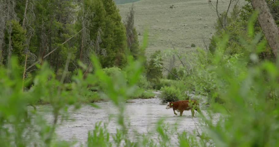 “Cattle Herd by River in Montana — Ranching and Livestock Grazing Scene in American Countryside”