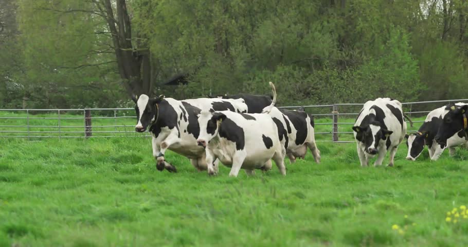 Cattle, cows, herd, farm, farmland, agriculture, livestock, pasture, grazing, rural, countryside, field, domestic animals, farming, nature, agriculture life, ranch, dairy, beef cattle, animal herd.