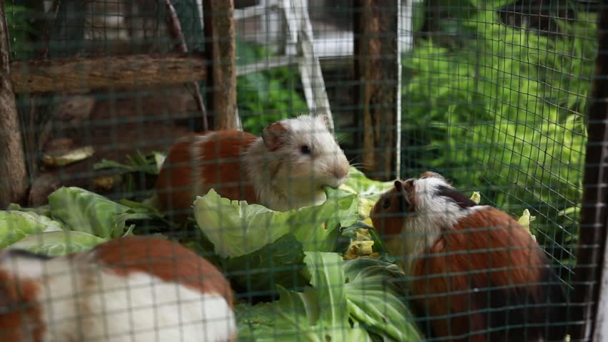 Cute fluffy guinea pigs eat greens, lettuce and cabbage