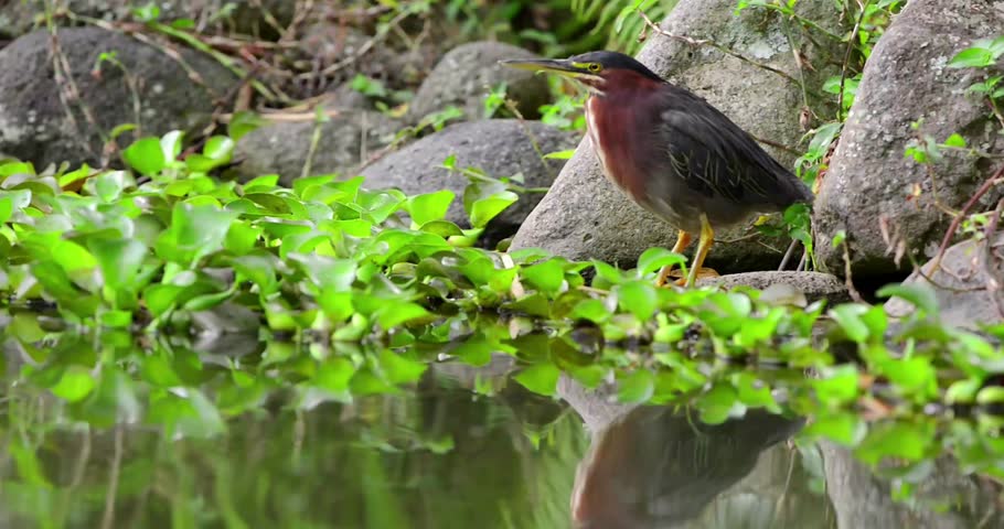 "Green Heron Bird Standing on Rocks in a Natural Habitat Surrounded by Water and Lush Green Environment"