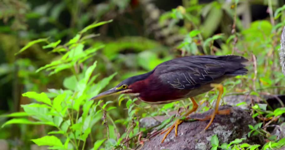 "Green Heron Bird Standing on Rocks in a Natural Habitat Surrounded by Water and Lush Green Environment"