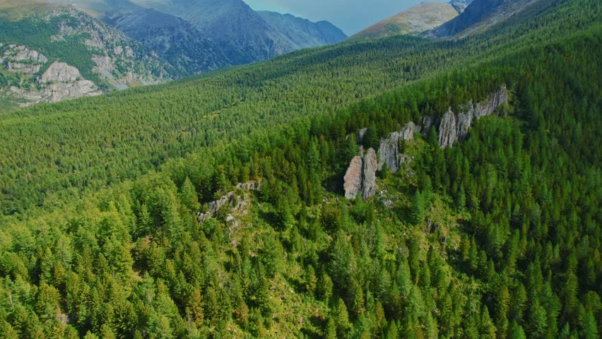 Aerial top view Summer Landscape beautiful forest with stone ridges in Multinskoye lake mountains Altai.