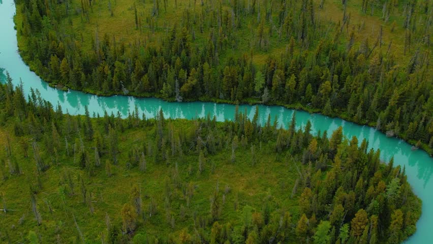 Aerial view meander of cold blue river of glaciers in green forest vegetation of delta from mountain Altai. Beautiful Landscape Multinskoye lake.
