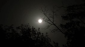Full moon at night, tree branches sway in the wind. Moonlight in forest. Dark halloween concept - Powered by Shutterstock - Get 15% off with code: PIKWIZARD15