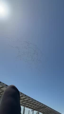 birds flying into the sky as the seasons change.