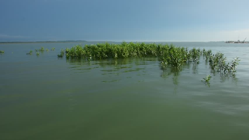 Tranquil nature reserve: Mangrove estuary with calm water flow. Peaceful, protected coastal wetland landscape. Great for meditation or environmental conservation topics.