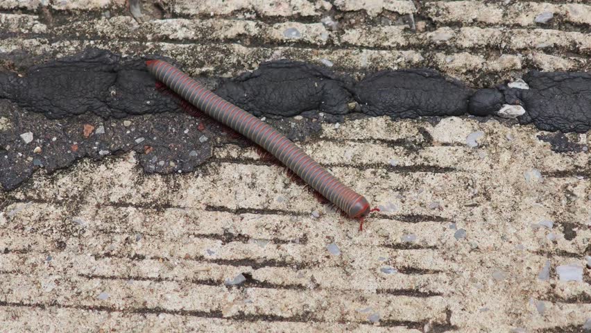 A millipede crawling on a textured surface showcasing its segmented body.