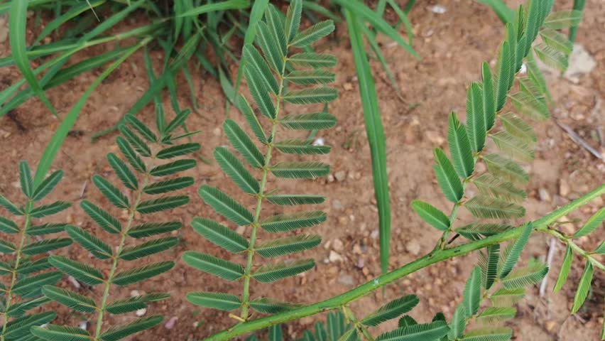 Close-up of a green plant leaf showcasing its intricate veins and textures in nature.