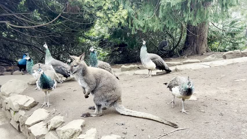 A serene moment captured at Gorge Scenic Chairlift, Launceston, Tasmania, Australia. A single wallaby and several peacocks gracefully move across the ground, with lush trees in the background.