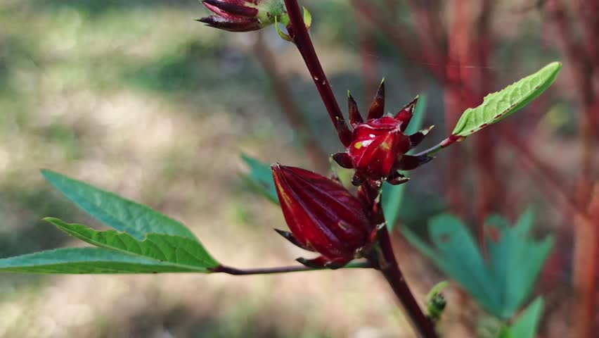 Vibrant red flower bud with green leaves in a natural environment under sunlight.