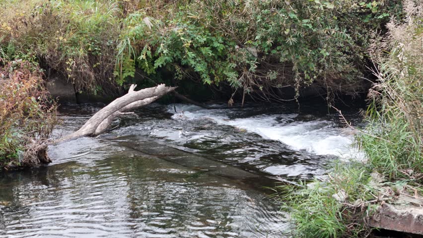A stream of water with a log in it. The water is clear and calm. The log is partially submerged in the water