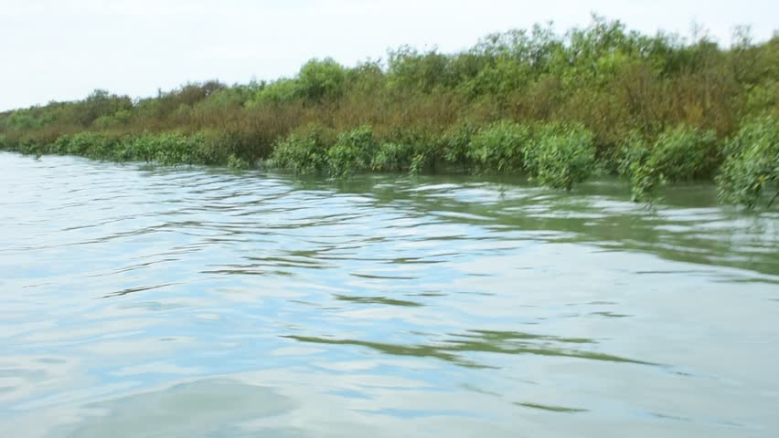 Tranquil nature reserve: Mangrove estuary with calm water flow. Peaceful, protected coastal wetland landscape. Great for meditation or environmental conservation topics.