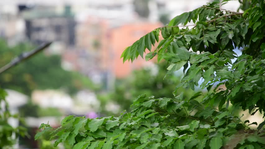 Green background, green trees, green nature, 4K green nature background.