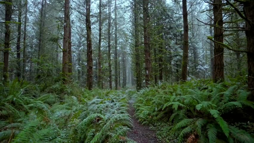 Enchanting forest trail beckons with lush ferns and towering trees, perfect for nature escapes and serene woodland adventures in the vibrant Pacific Northwest